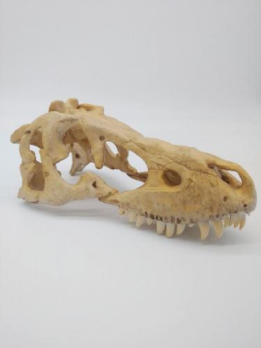SLA恐龍頭骨